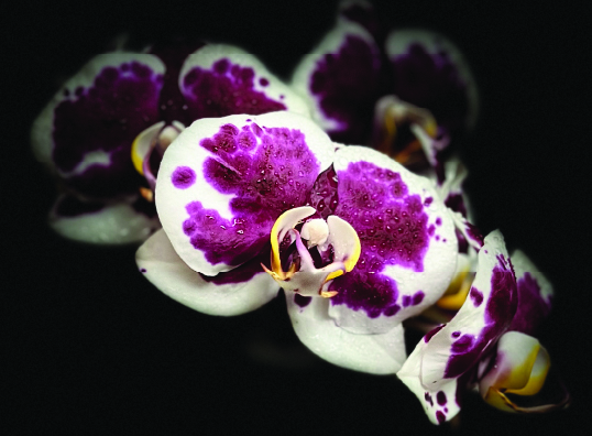 Orchid photo