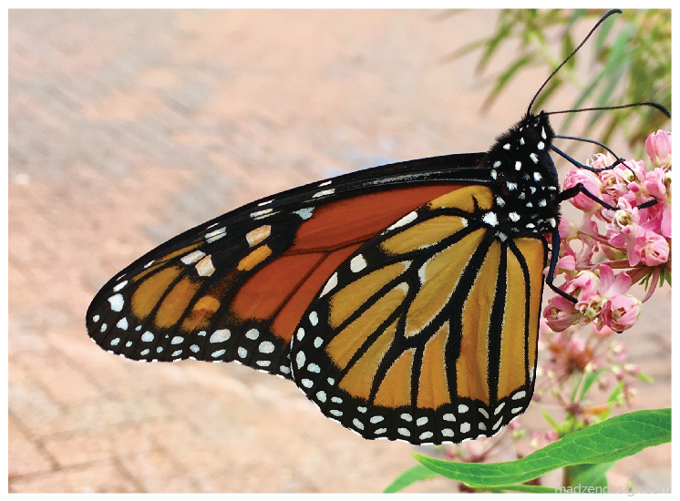 Butterfly photo